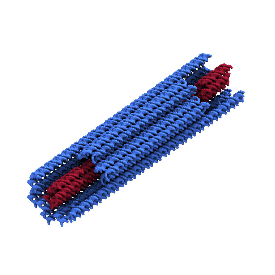 Rotaxane`